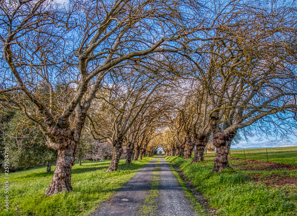 Bare trees are growing up on each side of a narrow road to make a natural tunnel. Green grass is next to the road. A flowering pink fruit tree is blooming at the end of the road. A blue sky in behind.