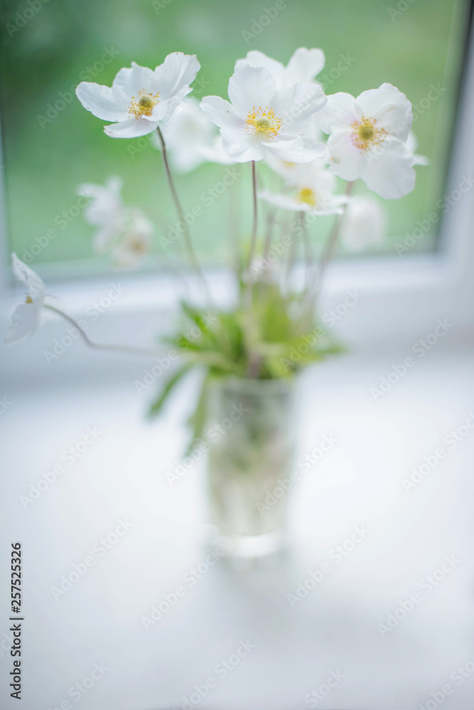 White Wood Anemone flower with yellow center in vase on blurred background on the windowsill near window White Wood Anemone flower with yellow center in vase on blurred background on the windowsill near window