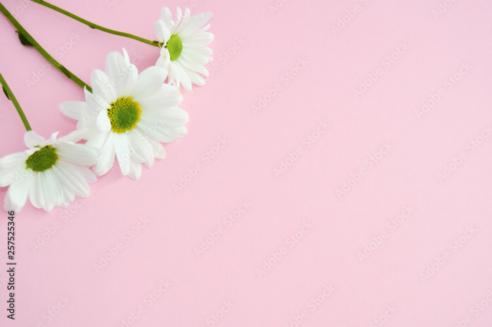 Chamomile flowers isolated on pink pastel background