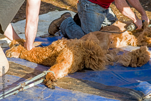 A tame Alpaca getting his hair sheared for spring.
