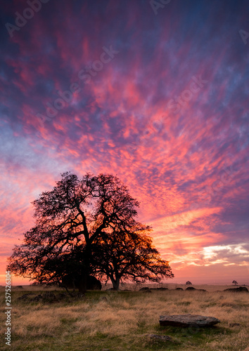 Valley Oak and colorful sunset, Spenceville Wildlife Area, Nevada County photo