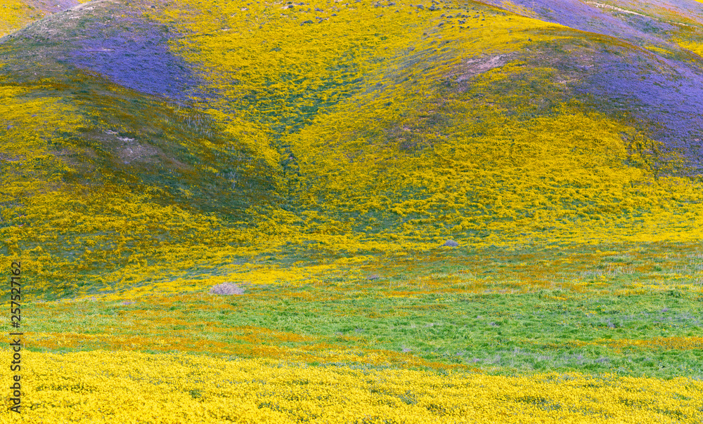 wildflowers are blooming in Carrizo Plain,California