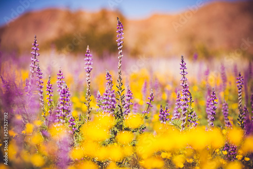 purple and yellow flowers