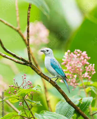 Blue-Gray Tanager (Thraupis episcopus), Costa Rica photo