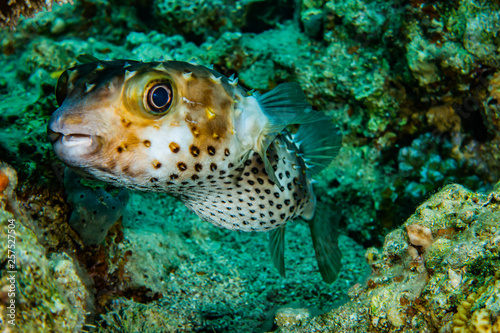 Diodon fish in the Red Sea Colorful and beautiful, Eilat Israel © yeshaya