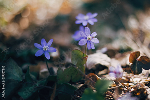 Beautiful purple flowers hepatica nobilis in sunny spring woods. Fresh first flowers in warm sunlight in the forest, selective focus. Springtime. Hello spring. Space for text