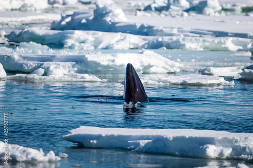 Minke whale (Balaenoptera acutorostrata), Arctic Ocean, Spitsbergen, Svalbard and Jan Mayen, Norway photo