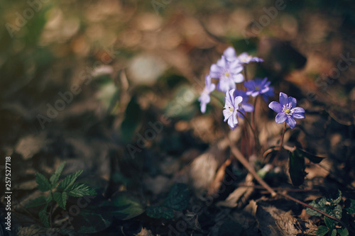 Beautiful purple flowers hepatica nobilis in sunny spring woods. Fresh first flowers in warm sunlight in the forest. Hello spring. Space for text. Springtime