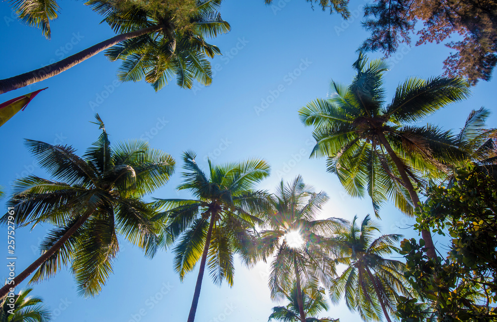Palms of South Indoa - - idyllic place at February Palms of South Indoa - - idyllic place at February