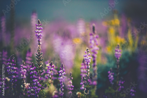 field of purple flowers