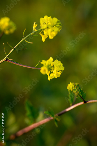 branch of a tree in spring