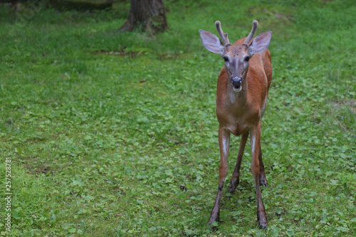Fototapeta Naklejka Na Ścianę i Meble -  deer in grass