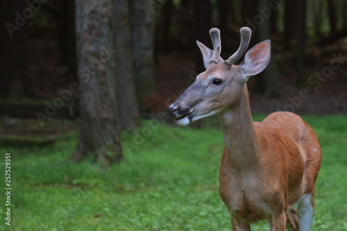 deer in the forest