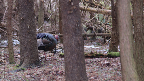 Bearded turkey in the forest