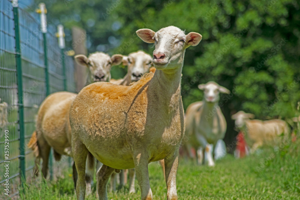 Obraz premium Closeup tame Katadin Sheep in a green field.