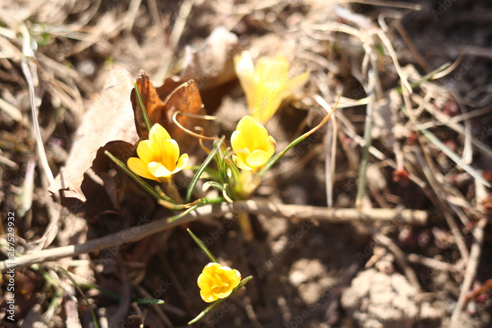 yellow crocuses/spring background yellow crocuses/spring background