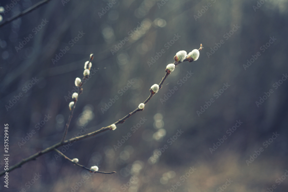 willow branch close up /spring background willow branch close up /spring background