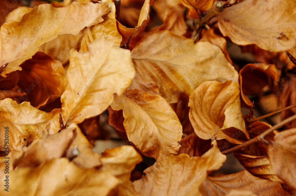 Autumn Leaves Autumn Leaves