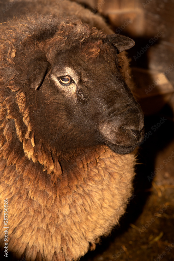 Brown wooly sheep in a barn in East Windsor, Connecticut.