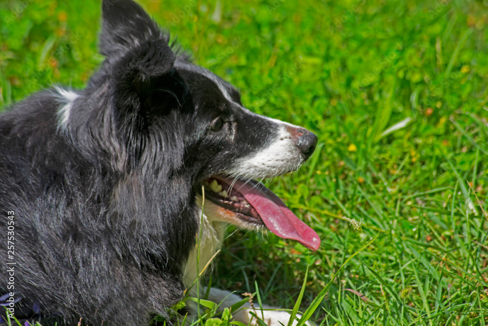 A Border Collie is cooling off after a good run. A Border Collie is cooling off after a good run.