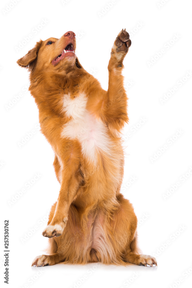 Why Do Dogs Lift Their Paws Standing