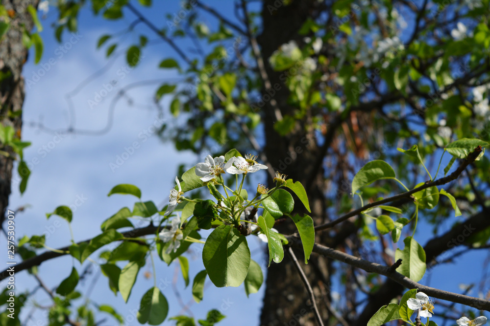 Blooming pear tree. Garden in may. Blooming pear tree. Garden in may.