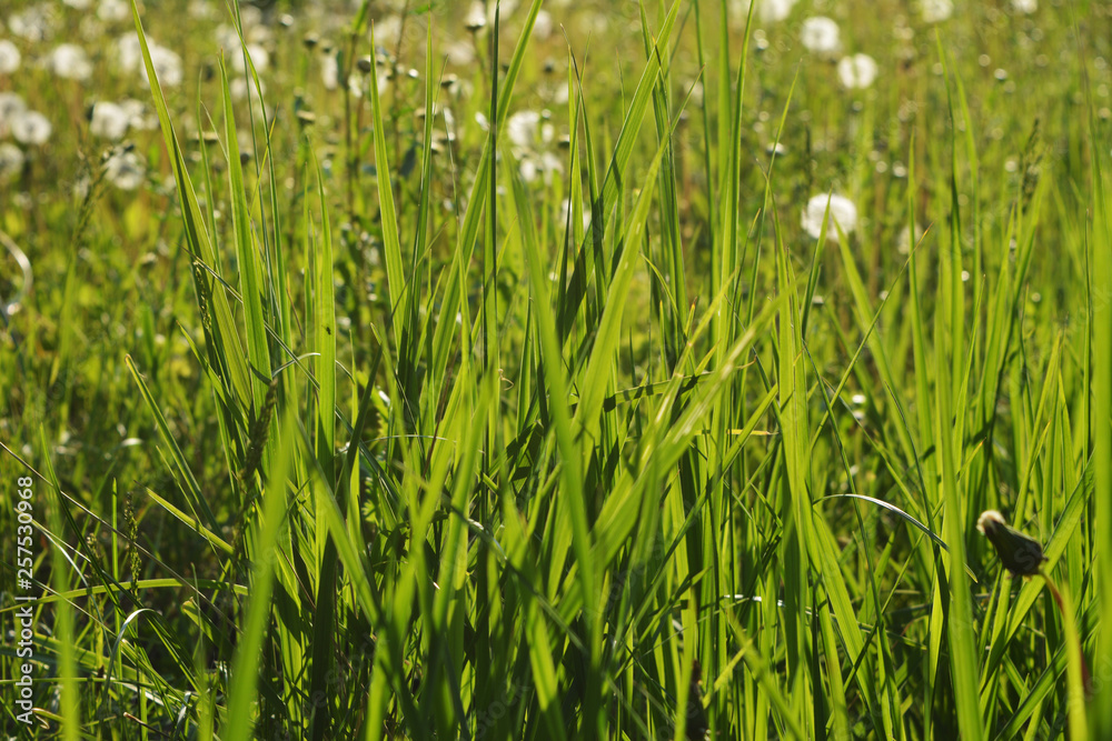 Green grass and dandelions on the background. Meadow on sunset. Green grass and dandelions on the background. Meadow on sunset.