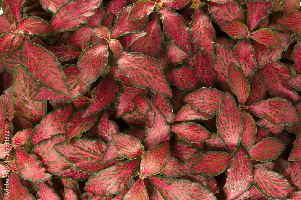 Fototapeta premium Red and green leaves