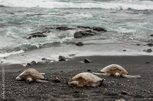 Fotografie Green sea turtles resting on the beach