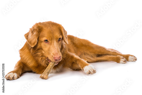 Fototapeta Naklejka Na Ścianę i Meble -  Dog is chewing a bone isolated on white background