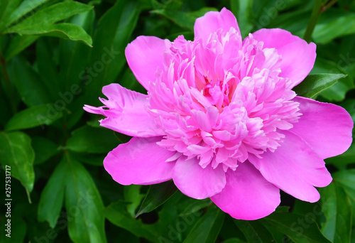 Pink peony flower on green leaves background in the garden.Peonies bloom in late spring and early summer. Gardening concept with copy space. Selective focus.