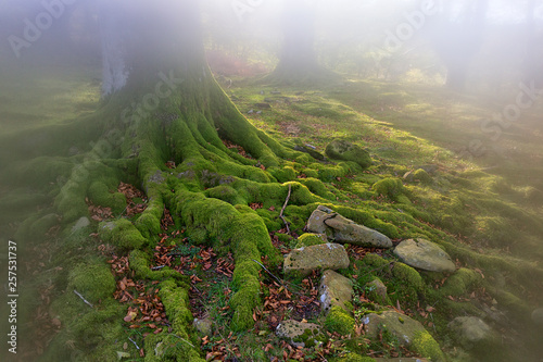 Enchanted beech forest, close up