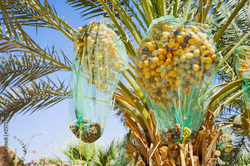 Date palm tree with nets covering fruit, Wadi Rum, Aqaba Governorate, Jordan photo