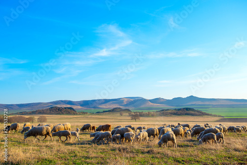 Flock of sheep at sunset in sprintime