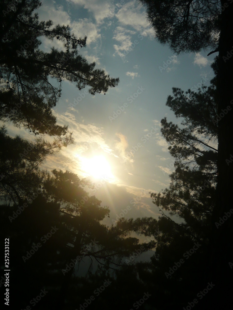 sunset in forest