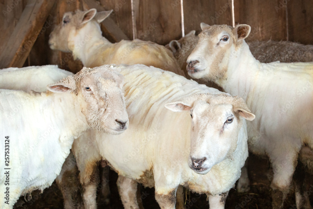 Obraz premium Freshly shorn sheep in a barn in East Windsor, Connecticut.