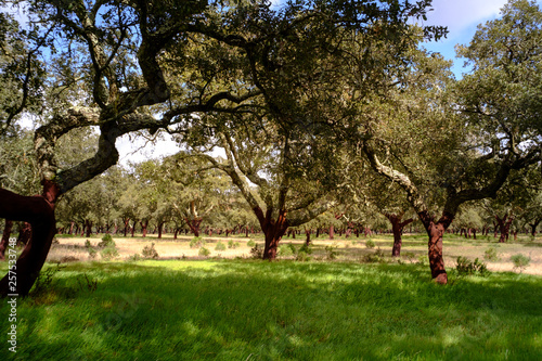 A amazing cork oak forest in Alentejo, Portugal at March. photo