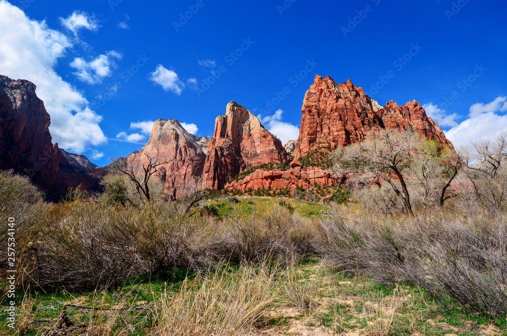 Zion National Park Utah rich blue sky with fluffy clouds and early spring trees Zion National Park Utah rich blue sky with fluffy clouds and early spring trees