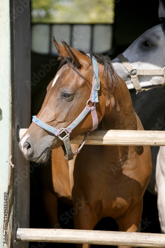  Portrait closeup of a thoroughbred horse in the barn door