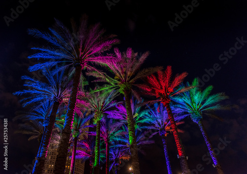 Colorful Palms
