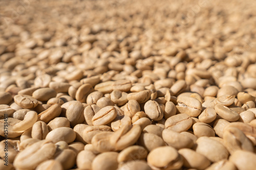 Large white coffee beans dry in the sun at the farm, peeled arabica raked for drying process at roasted factory of northern Thailand