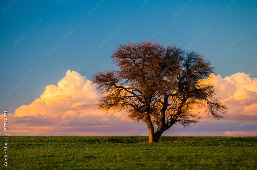 Solitary tree in the plain, Pampas, Argentina