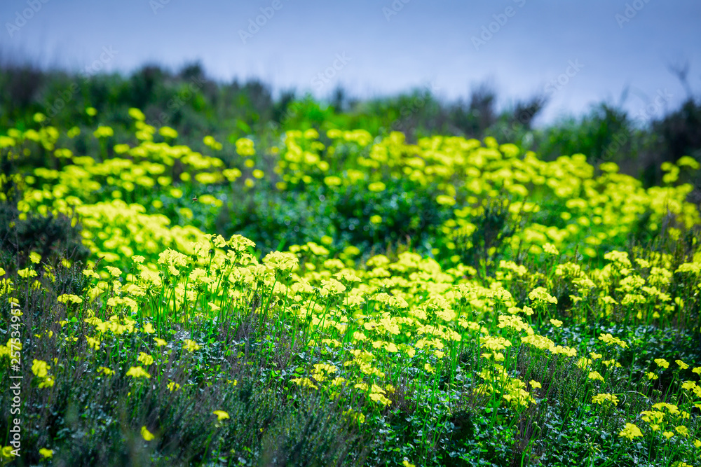 Bright spring flowering of yellow flowers. A typical spring phenomenon on the shores of the Mediterranean Sea. The plant Oxalis is known as the wood sorrels, woodsorrels or wood-sorrel. Bright spring flowering of yellow flowers. A typical spring phenomenon on the shores of the Mediterranean Sea. The plant Oxalis is known as the wood sorrels, woodsorrels or wood-sorrel.