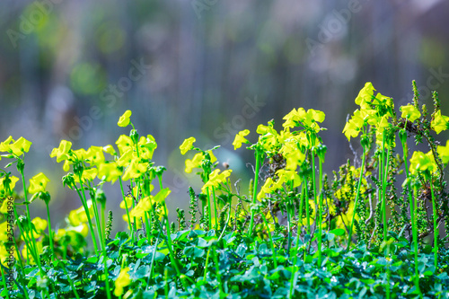 Fototapeta Naklejka Na Ścianę i Meble -  Bright spring flowering of yellow flowers. A typical spring phenomenon on the shores of the Mediterranean Sea. The plant Oxalis is known as the wood sorrels, woodsorrels or wood-sorrel.