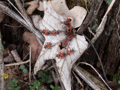 Feuerwanzen im Frühling bei der Paarung photo