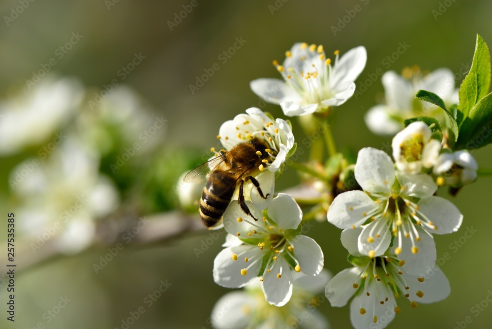Abeille butinant Abeille butinant