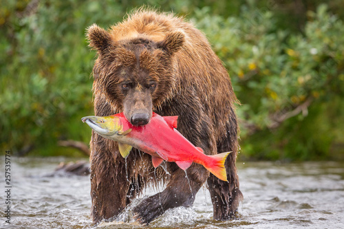 Brown bear with salmon, Alaska, USA photo