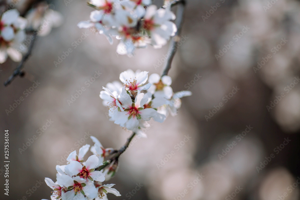A branch of a blossoming tree with white flowers. The beginning of spring. Spring concept. A branch of a blossoming tree with white flowers. The beginning of spring. Spring concept.