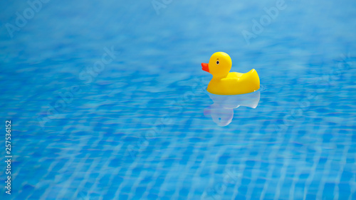 Obraz na plátně yellow rubber duck in blue swimming pool