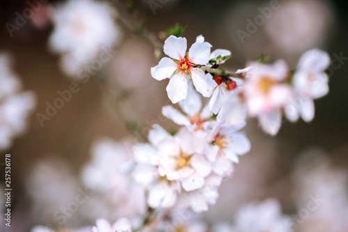A branch of a blossoming tree with white flowers. The beginning of spring. Spring concept.
